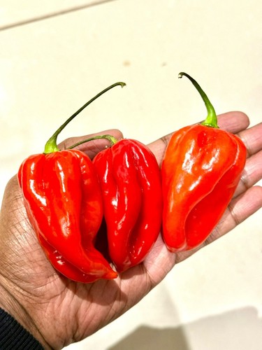 Jumbo scotch bonnet - scotch,