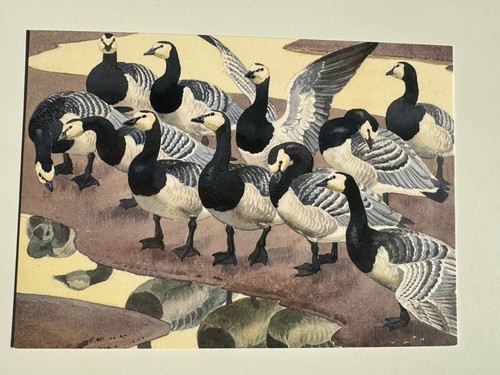 Charles tunnicliffe solway - tunnicliffe,
