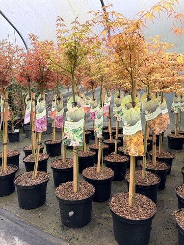 Large patio acer - large,