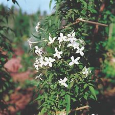 Jasminum Officinale Jasmine Hardy Garden Plant Climbing Scented 1 x 2L Pot