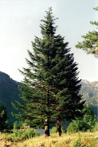 Abies alba european silver - european,