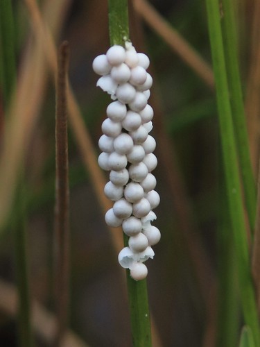 Florida apple snail - snail, eggs