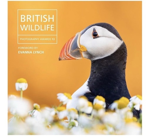 British wildlife photography - wildlife,