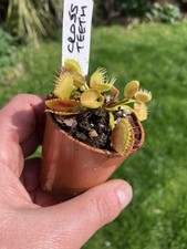 Venus Fly Trap, Dionaea