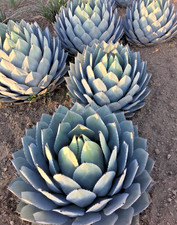 Agave Parryi Truncata