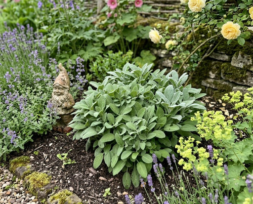 Common sage herb plant - plant, x