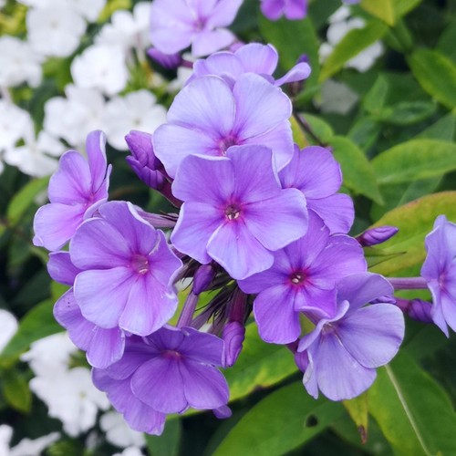 Phlox sweet summer - phlox, |
