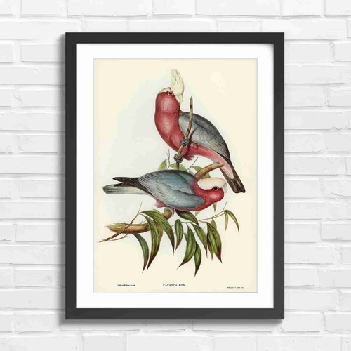 Rose pink cockatoo bird - rose,