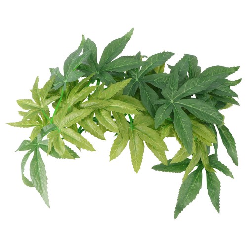 Aquatic plant floating - plant,