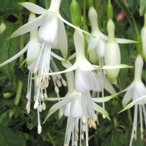 Fuchsia hawkshead hardy - hardy, bush