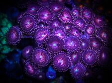 ??Purple Bees Zoa Zoanthid Soft Coral Frag Reef (3+ heads)??