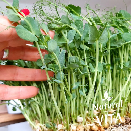 Organic pea shoots seeds - organic,