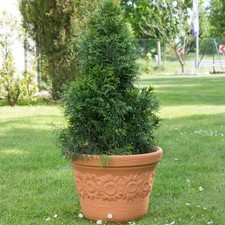 Large Tree Planters Pots Big