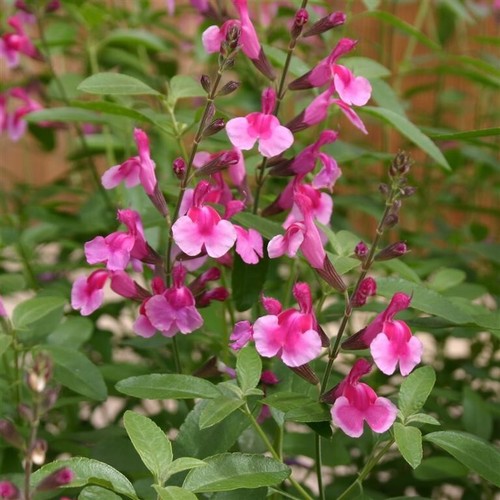 Salvia icing sugar - salvia, 3