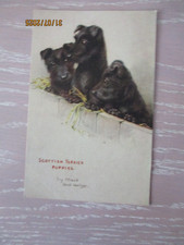 Scottish Terrier Puppies