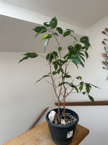 Weeping fig - ,