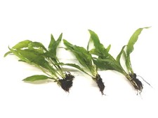 Java Fern Live Aquarium