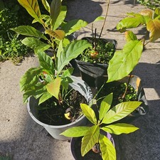 Avocado Tropical Bonsai Starter Plant 20-30 Cm each