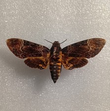 Greater Death Head Hawk Moth