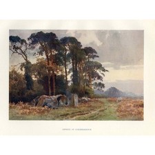 SUSSEX Gypsies at Coldharbour