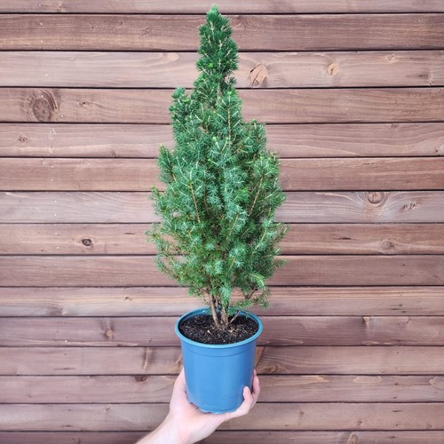 Conica glauca picea - glauca,