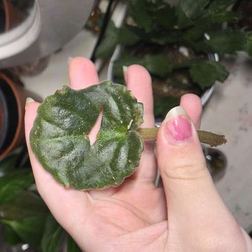 Rare variegated - 🌸rare🌸,