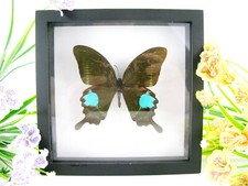 Paris Peacock - real beautiful