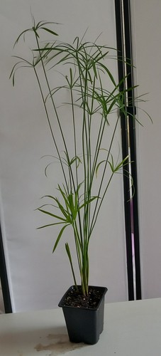 Umbrella plant cyperus - umbrella, plant/cyperus