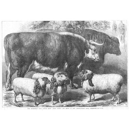Prize cattle sheep - cattle, &
