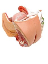 Female Genital Organs Anatomical Medical Anatomy Life Size Model 4 Parts