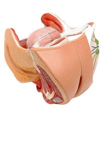 Female genital organs - genital,