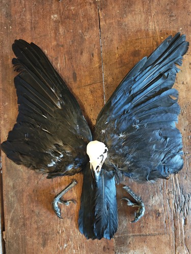 Crow kit skull feet - crow, tail