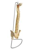 Vintage Life-Size Anatomical Model Vertebral Column (Spine) & Pelvis With Stand