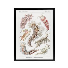 Nudibranch Sea Slug Molluscs