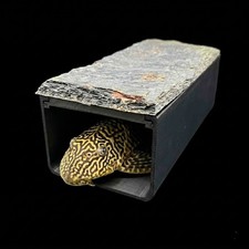 Bristlenose Pleco Cave -