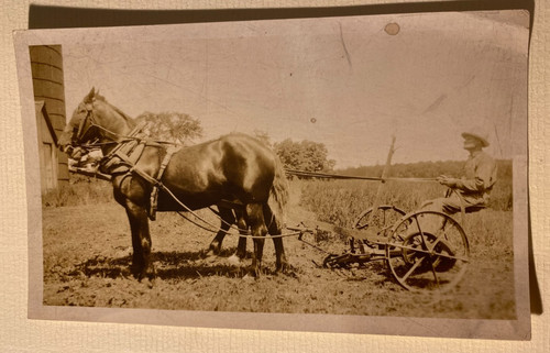 Photograph plough horses - photograph,