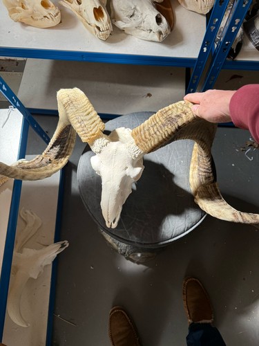 Huge horned ram this big - this,