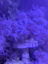 Live Purple Pulsing Xenia