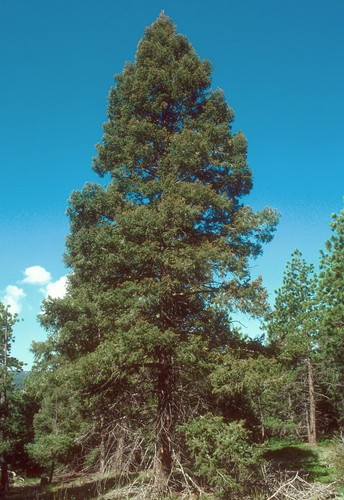 Pseudotsuga menziesii - , /