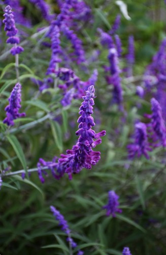 Salvia leucantha midnight - salvia,