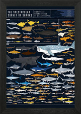Types of Sharks Framed Wall