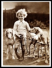 SALUKI DOGS AND SMALL BOY