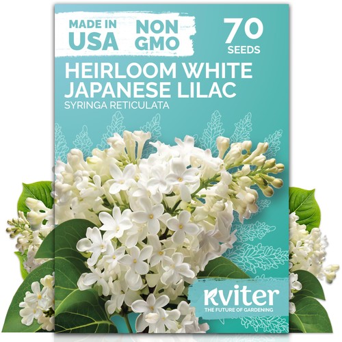 Kviter white lilac - lilac, seeds
