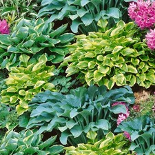 5 Hosta Mixed Collection Shady