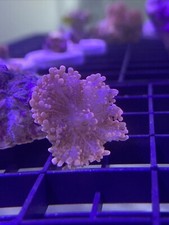 Green Mouth Orange Ricordea