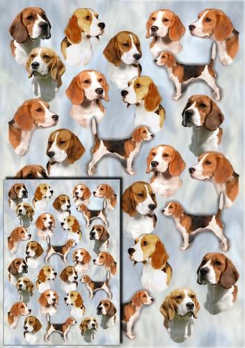 Beagle dog gift wrapping paper - beagle,