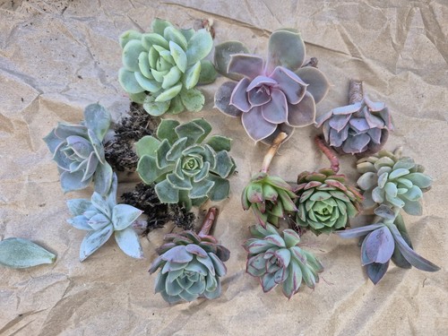Different succulents - different,
