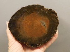 Petrified Wood Schilderia