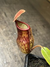 Nepenthes - Carnivorous