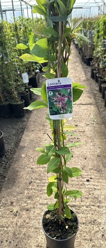 Lonicera hechrotti gold - lonicera, 'gold